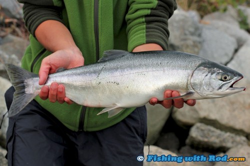 silver Fraser River pink salmon