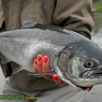Chilliwack River hatchery-marked coho salmon