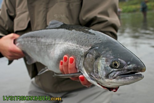Chilliwack River hatchery-marked coho salmon