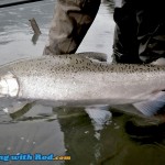 Chilliwack River fall chinook salmon