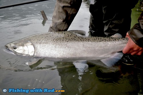 Chilliwack River fall chinook salmon