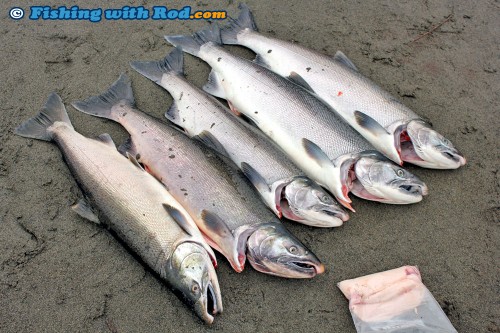 Chilliwack River hatchery coho salmon