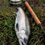 Chilliwack River hatchery coho jack