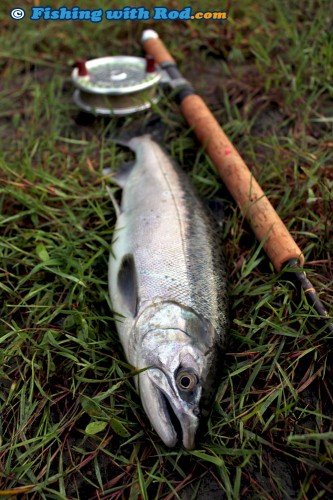 Chilliwack River hatchery coho jack