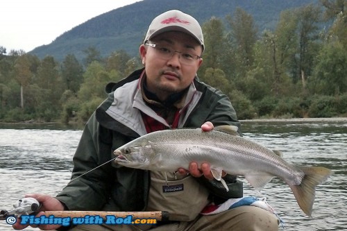 Chilliwack River wild coho salmon