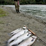 Fall salmon fishing in Chilliwack River
