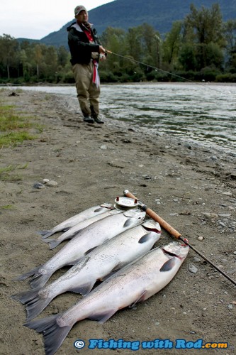 Fall salmon fishing in Chilliwack River