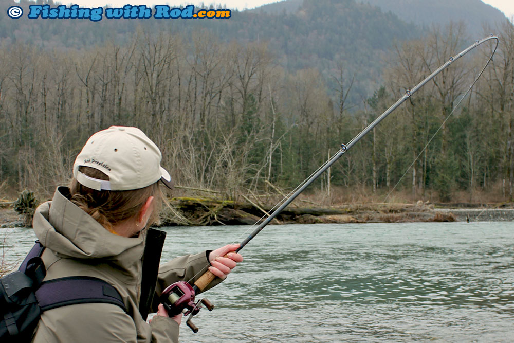 Fighting a Chilliwack River winter steelhead Fighting a Chilliwack River winter steelhead