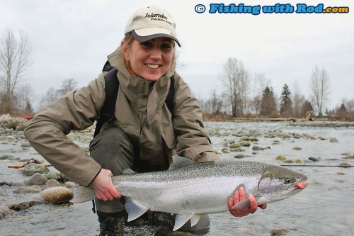 Wild Chilliwack River winter steelhead