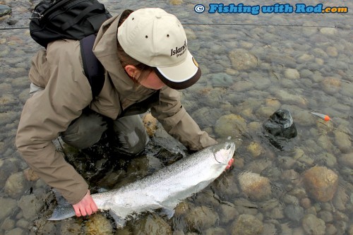 Landing a Chilliwack River winter steelhead