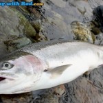 Chilliwack River hatchery-marked steelhead