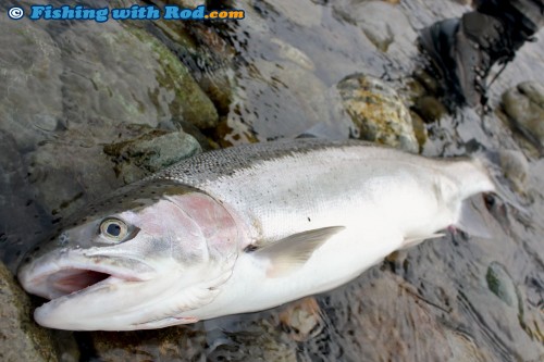 Chilliwack River hatchery-marked steelhead