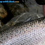 A mis-clipped hatchery steelhead