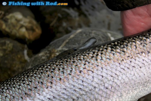 A mis-clipped hatchery steelhead