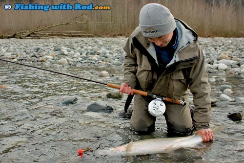 Releasing a Chilliwack River steelhead