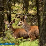 Mule deer at Ruddocks Ranch