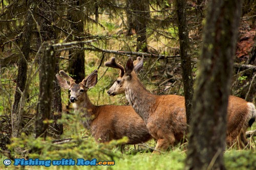 Mule deer at Ruddocks Ranch