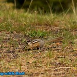 Chipmunk by the lake