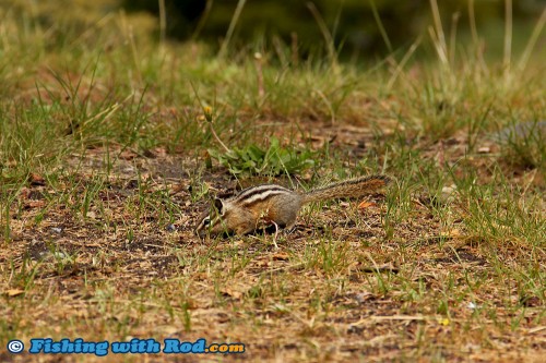 Chipmunk by the lake