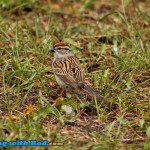 The birdlife at Ruddocks Ranch