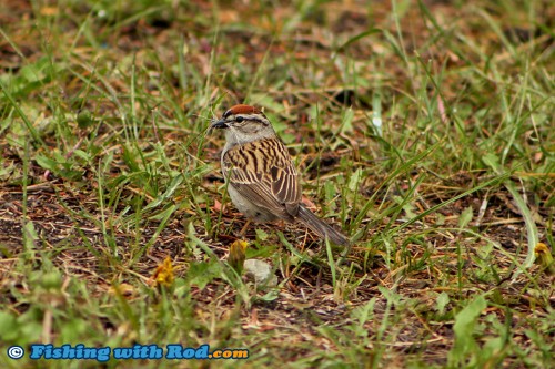 The birdlife at Ruddocks Ranch