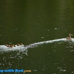 Ducklings with mother duck