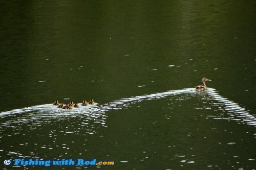 Ducklings with mother duck