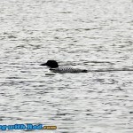 A loon at Onion Lake BC