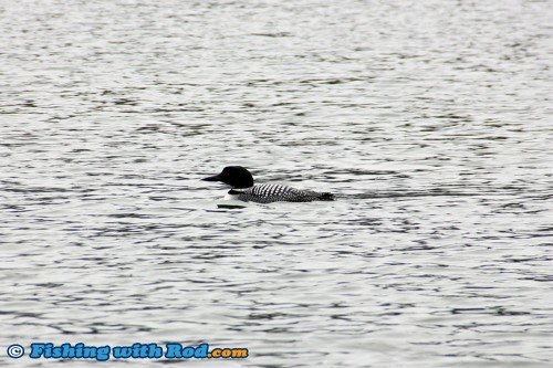 A loon at Onion Lake BC