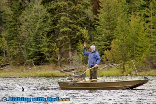 Acrobatic rainbow trout