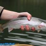 Beautiful Onion Lake rainbow trout