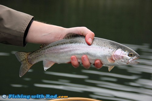 Beautiful Onion Lake rainbow trout