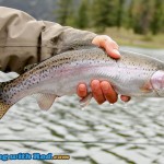 Another beautiful rainbow trout from Onion Lake