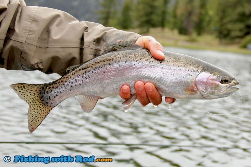 Another beautiful rainbow trout from Onion Lake