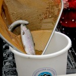 Trout ready to be released