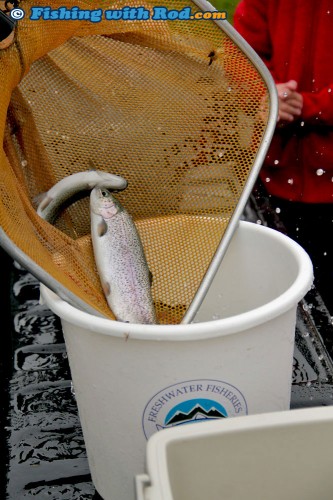 Trout ready to be released