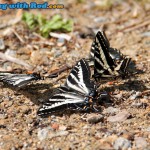 Butterfly feeding under the sun