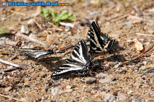 Butterfly feeding under the sun