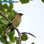 Cedar waxwing