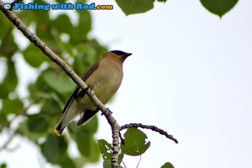 Cedar waxwing