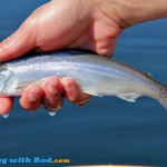 Okanagan Lake kokanee