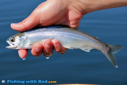 Okanagan Lake kokanee