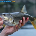 Okanagan Lake northern pikeminnow