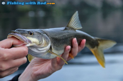 Okanagan Lake northern pikeminnow