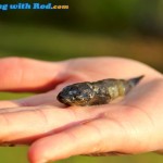 A dead sculpin, preyed by pikeminnow