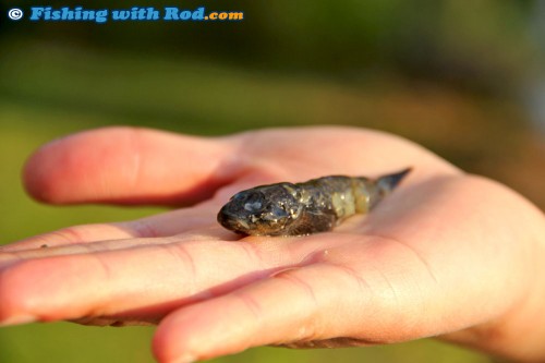 A dead sculpin, preyed by pikeminnow