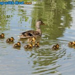 Ducklings on Skaha Lake