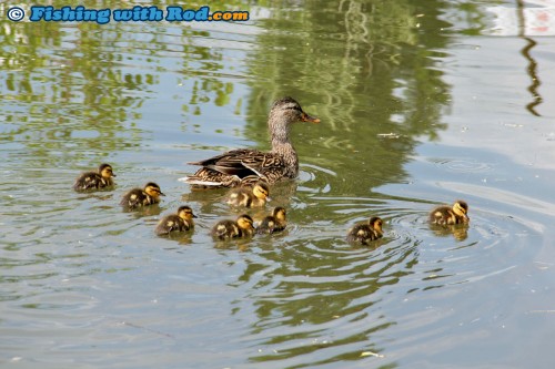 Ducklings on Skaha Lake