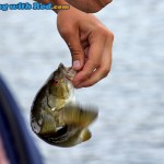 A small smallmouth bass