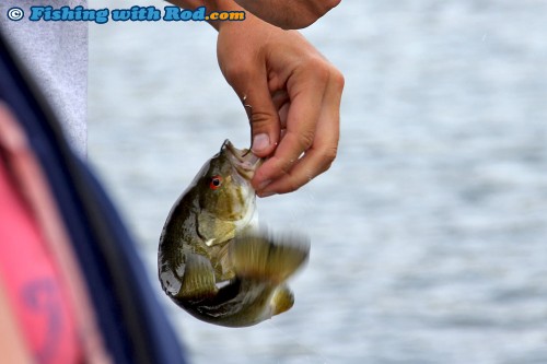 A small smallmouth bass